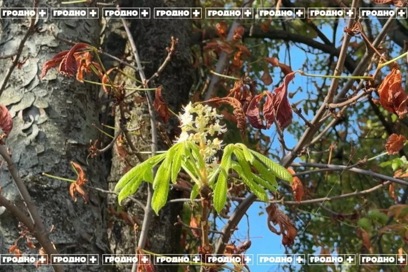 В Гродно снова зацвели каштаны — второй раз за год. Это красиво, но вредит им