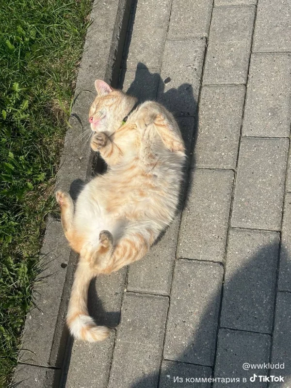 В Гродно появилась новая знаменитость — рыжий кот 