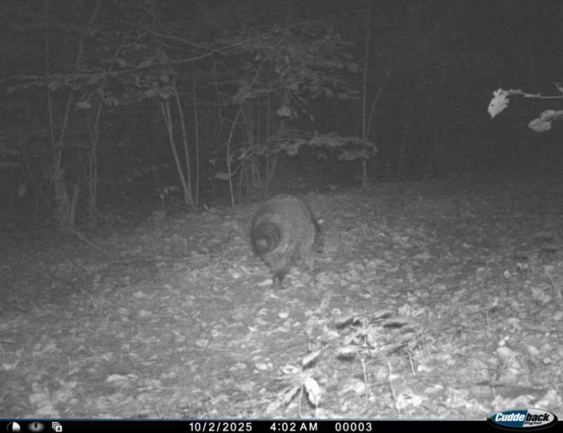 В Беларуси впервые за 35 лет заметили енота-полоскуна. Ему не позволят размножаться