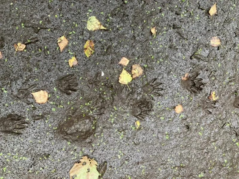 В Беларуси впервые за 35 лет заметили енота-полоскуна. Ему не позволят размножаться