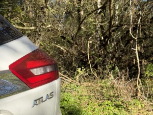 Деревья дорога Скидель