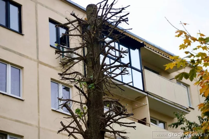 Гродненцу мешает липа, которую много лет назад посадили во дворе его дома. Что сказали в УЖРЭП? 
