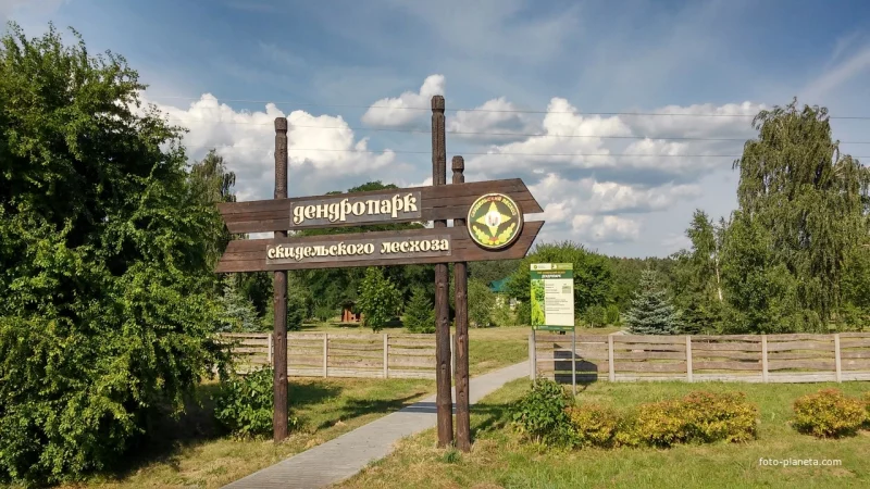 В Скидельском дендропарке появится музей лесной истории 