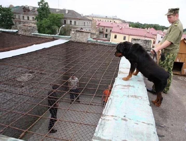 Беларуска прапанавала гродзенскай турме пасяліць у іх катоў для рэсацыялізацыі зняволеных. Вось што з гэтага выйшла