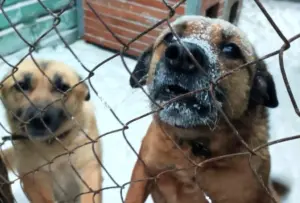 Собаки Гродно