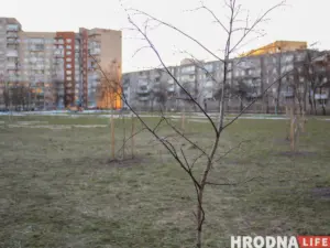 Озеленение в Гродно и Беларуси - большая проблема. Новые парки и скверы в белорусских городах, это часто прутики, воткнутые в землю. По сведениям прокуратуры, 30-70% таких посадок не приживаются.