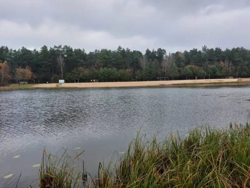 Под Волковыском массово гибнет рыба — причину уже установили 