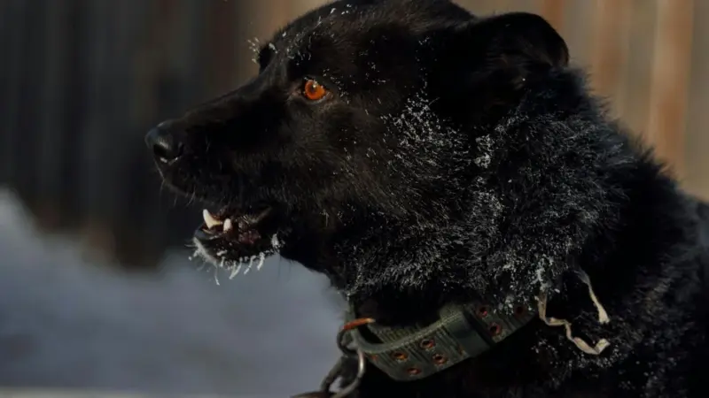 В Слониме уже год пытаются построить пункт временного содержания животных: жители боятся «усыпалки» 