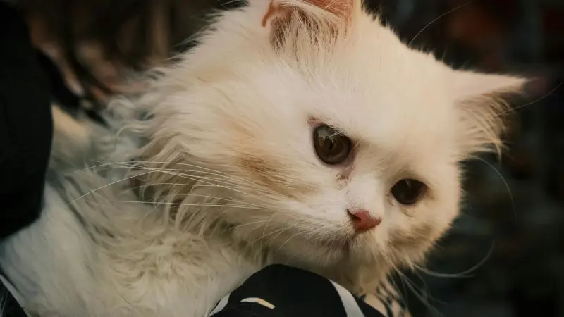 В Слониме уже год пытаются построить пункт временного содержания животных: жители боятся «усыпалки» 