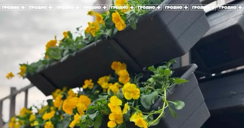 Цветы на Старом мосту