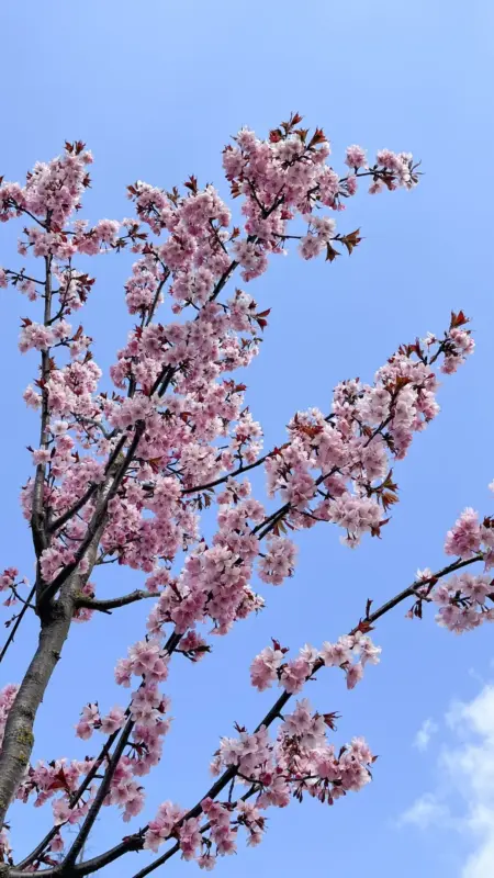 В Гродно зацвела сакура – успейте сделать фотографии 