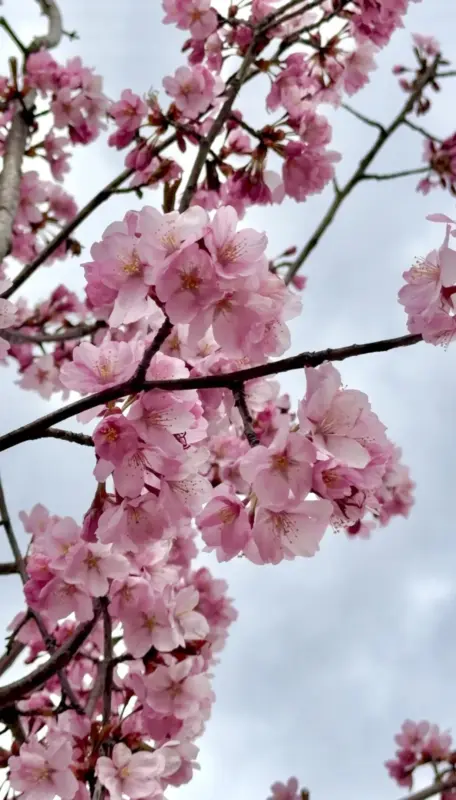 В Гродно зацвела сакура – успейте сделать фотографии 
