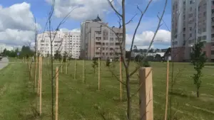 деревья слоним