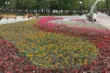 Белосток сажает луга, а Гродно — однолетники. Как правильно озеленять город?