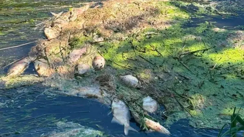 Жители Лидского района снова жалуются на загрязнение Дитвы. Раньше о проблеме говорил и Витольд Ашурок