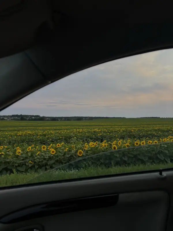 Под Гродно зацвели подсолнухи. Как провести фотосессию, чтобы не получить штраф?