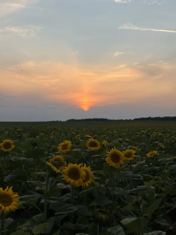 Под Гродно зацвели подсолнухи. Как провести фотосессию, чтобы не получить штраф?