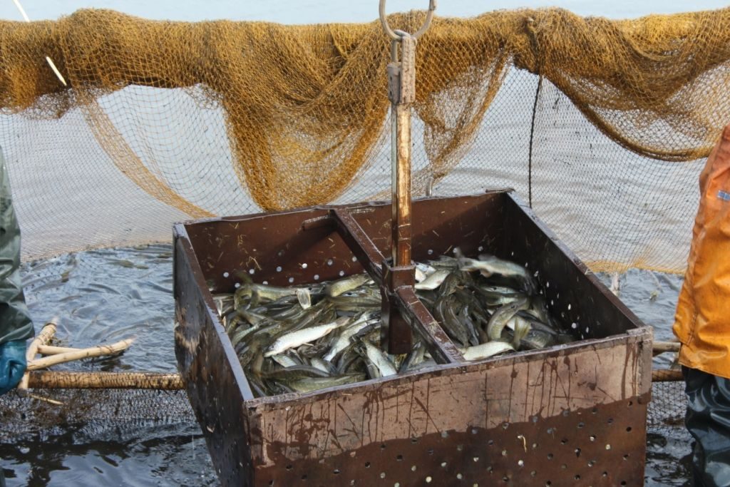 У вадаёмы Гродзеншчыны ўсялілі больш за 7 тон рыбы У вадаёмы Гродзеншчыны ўсялілі больш за 7 тон рыбы