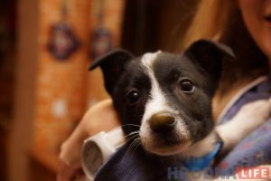 "Сабака - гэта цяпло і любоў". Як адзін з гадаванцаў прытулку жывёлаў знайшоў сабе дом "Сабака - гэта цяпло і любоў". Як адзін з гадаванцаў прытулку жывёлаў знайшоў сабе дом