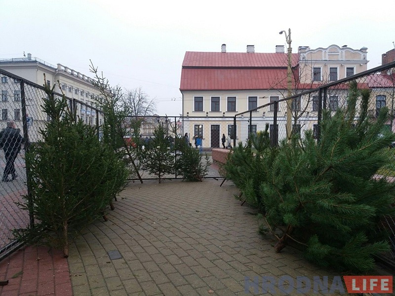 У Гродне з'явіліся прыватныя елкавыя базары: тыя ж дрэўцы, але ўпакаваныя У Гродне з'явіліся прыватныя елкавыя базары: тыя ж дрэўцы, але ўпакаваныя