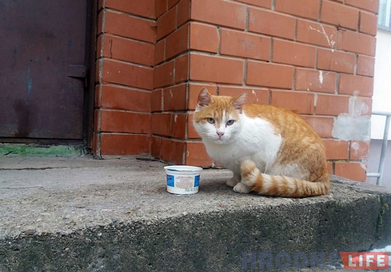 На Шчорса разрываюць на часткі катоў. Хто гэта: проста бадзяжныя ці адмыслова нацкаваныя сабакі? На Шчорса разрываюць на часткі катоў. Хто гэта: проста бадзяжныя ці адмыслова нацкаваныя сабакі?