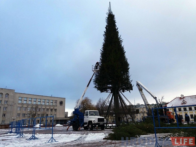 Галоўная елка горада сёлета будзе вышэй і прыгажэй Галоўная елка горада сёлета будзе вышэй і прыгажэй