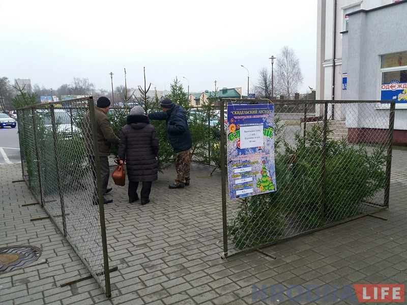 У Гродне з'явіліся прыватныя елкавыя базары: тыя ж дрэўцы, але ўпакаваныя У Гродне з'явіліся прыватныя елкавыя базары: тыя ж дрэўцы, але ўпакаваныя
