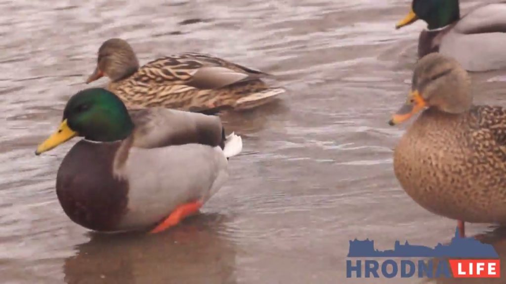 Ці трэба карміць птушак у горадзе? Тлумачыць Дзмітрый Вінчэўскі