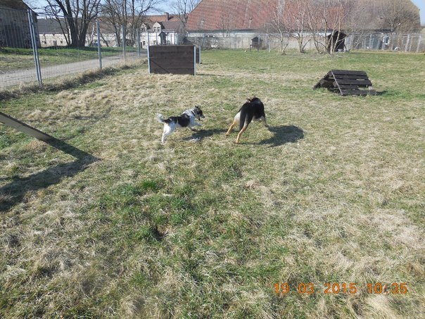 Ад дзятла да шарпея. Як жыве валанцёрка, праз рукі якой прайшлі тысячы жывёл Ад дзятла да шарпея. Як жыве валанцёрка, праз рукі якой прайшлі тысячы жывёл