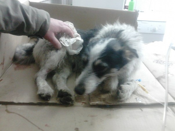 Ад дзятла да шарпея. Як жыве валанцёрка, праз рукі якой прайшлі тысячы жывёл Ад дзятла да шарпея. Як жыве валанцёрка, праз рукі якой прайшлі тысячы жывёл