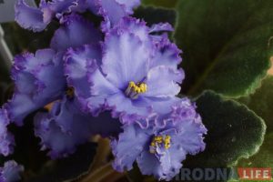 “Мачо” па рублі, а “Чужой жонкі” ў бліжэйшы час не будзе. Экзатычныя фіялкі можна пабачыць і набыць на выставе ў Гродне