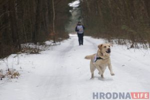 Сабакі, якія ратуюць людзей. Як працуе ў Гродне валанцёрскі кіналагічны атрад Сабакі, якія ратуюць людзей. Як працуе ў Гродне валанцёрскі кіналагічны атрад