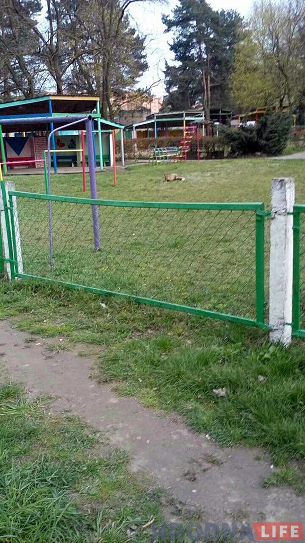 Ліса з Румлёўскага парку пачала прыходзіць у дзіцячы сад Ліса з Румлёўскага парку пачала прыходзіць у дзіцячы сад