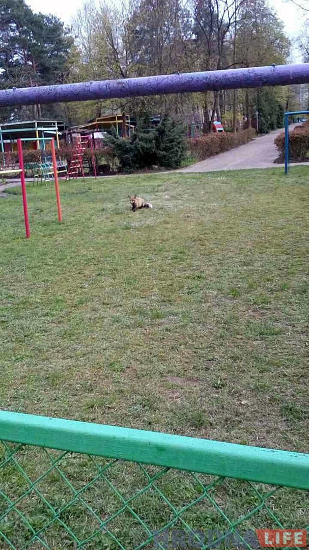 Ліса з Румлёўскага парку пачала прыходзіць у дзіцячы сад Ліса з Румлёўскага парку пачала прыходзіць у дзіцячы сад