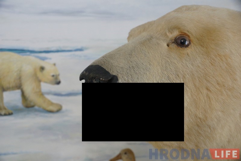 Мядзведзь з Новага замку ўкусіў фатографа Віталя Д. Мядзведзь з Новага замку ўкусіў фатографа Віталя Д.