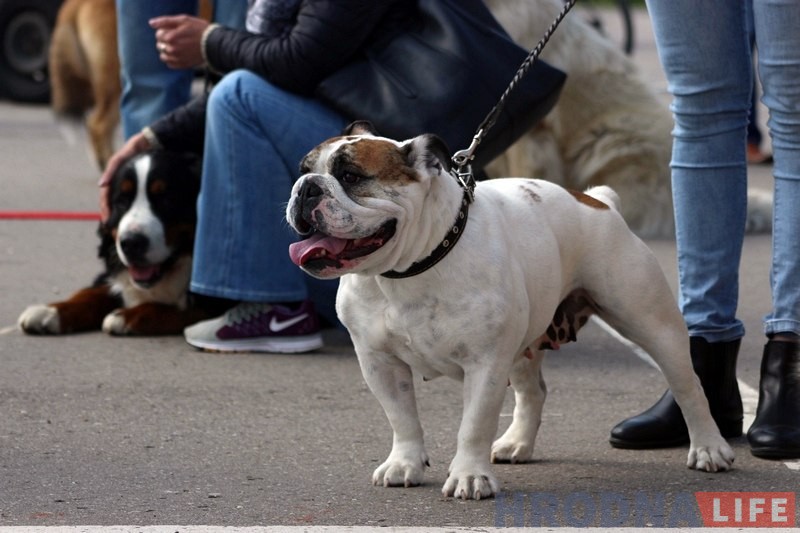 Больш за 300 сабак прыняло ўдзел у буйной выставе ў Гродне Больш за 300 сабак прыняло ўдзел у буйной выставе ў Гродне