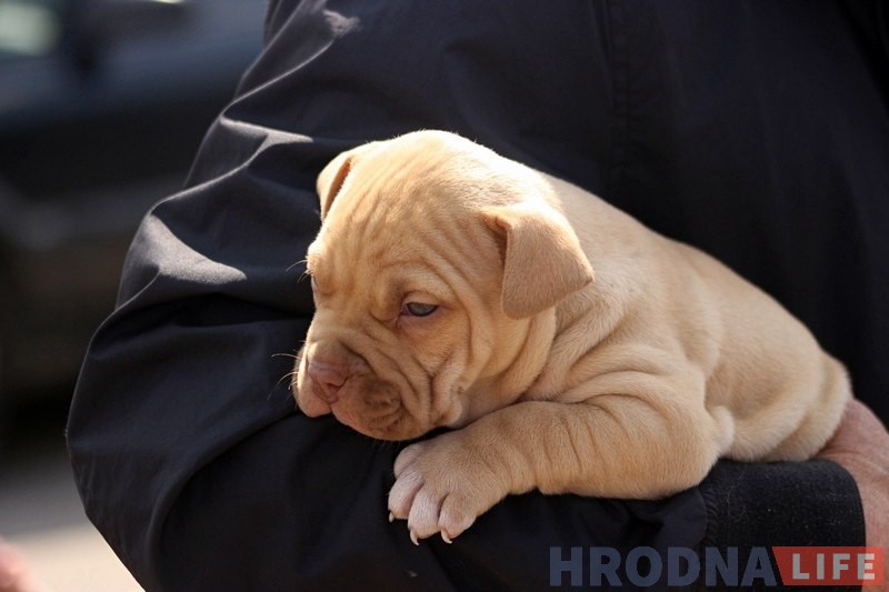 Больш за 300 сабак прыняло ўдзел у буйной выставе ў Гродне Больш за 300 сабак прыняло ўдзел у буйной выставе ў Гродне