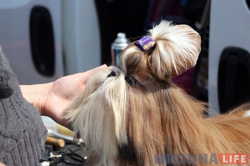 Больш за 300 сабак прыняло ўдзел у буйной выставе ў Гродне Больш за 300 сабак прыняло ўдзел у буйной выставе ў Гродне