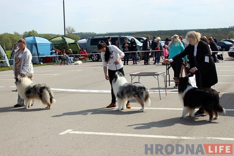 Больш за 300 сабак прыняло ўдзел у буйной выставе ў Гродне Больш за 300 сабак прыняло ўдзел у буйной выставе ў Гродне