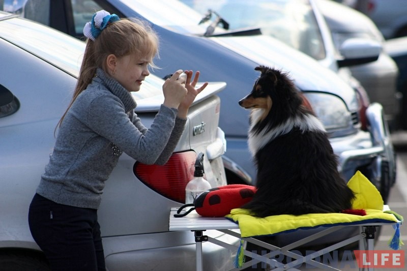 Больш за 300 сабак прыняло ўдзел у буйной выставе ў Гродне Больш за 300 сабак прыняло ўдзел у буйной выставе ў Гродне