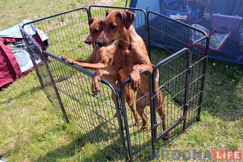 Больш за 300 сабак прыняло ўдзел у буйной выставе ў Гродне Больш за 300 сабак прыняло ўдзел у буйной выставе ў Гродне