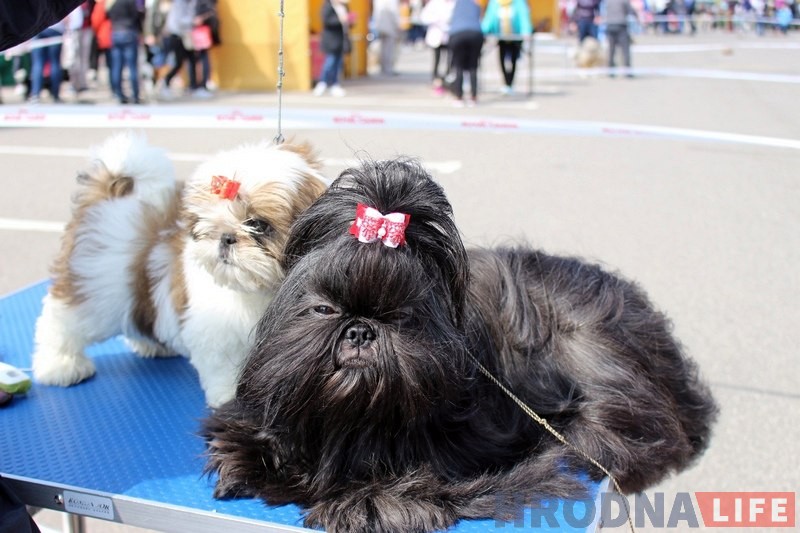 Больш за 300 сабак прыняло ўдзел у буйной выставе ў Гродне Больш за 300 сабак прыняло ўдзел у буйной выставе ў Гродне