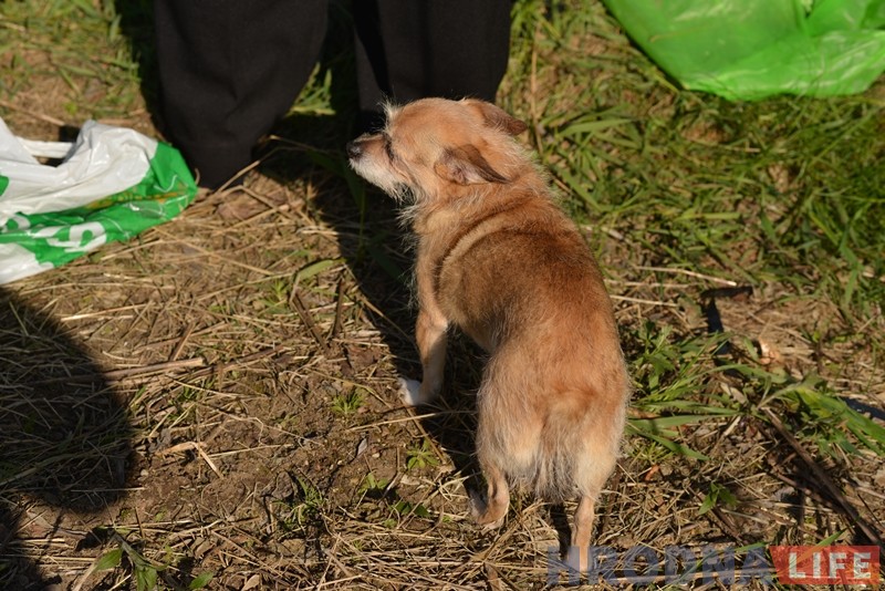 "Сёння сабака, а заўтра дзіця?" На Фолюшы ў адкрытым калодзежы патанула хатняя жывёла "Сёння сабака, а заўтра дзіця?" На Фолюшы ў адкрытым калодзежы патанула хатняя жывёла