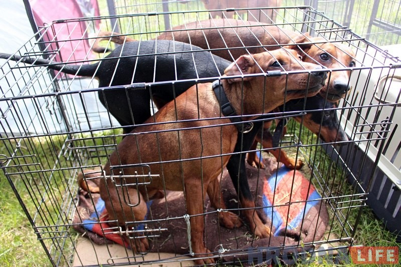 Больш за 300 сабак прыняло ўдзел у буйной выставе ў Гродне Больш за 300 сабак прыняло ўдзел у буйной выставе ў Гродне