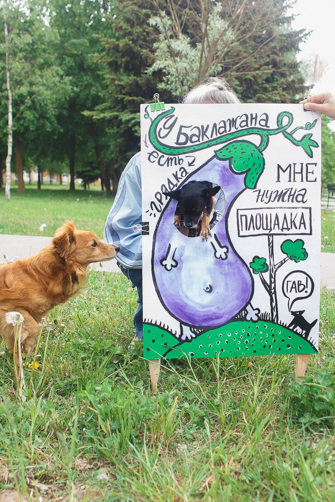 “У баклажана грядка, а мне нужна площадка!” Да гаражан і ўладаў горада звярнуліся сабакі Гродна “У баклажана грядка, а мне нужна площадка!” Да гаражан і ўладаў горада звярнуліся сабакі Гродна