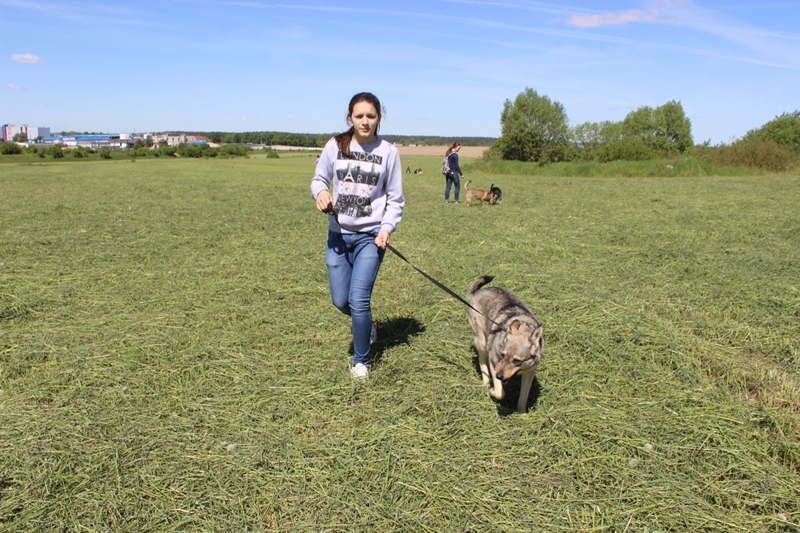 Адзіны ў Гродне прытулак для жывёл аштрафавалі за няправільны выгул сабак. Валанцёры просяць дапамогі Адзіны ў Гродне прытулак для жывёл аштрафавалі за няправільны выгул сабак. Валанцёры просяць дапамогі