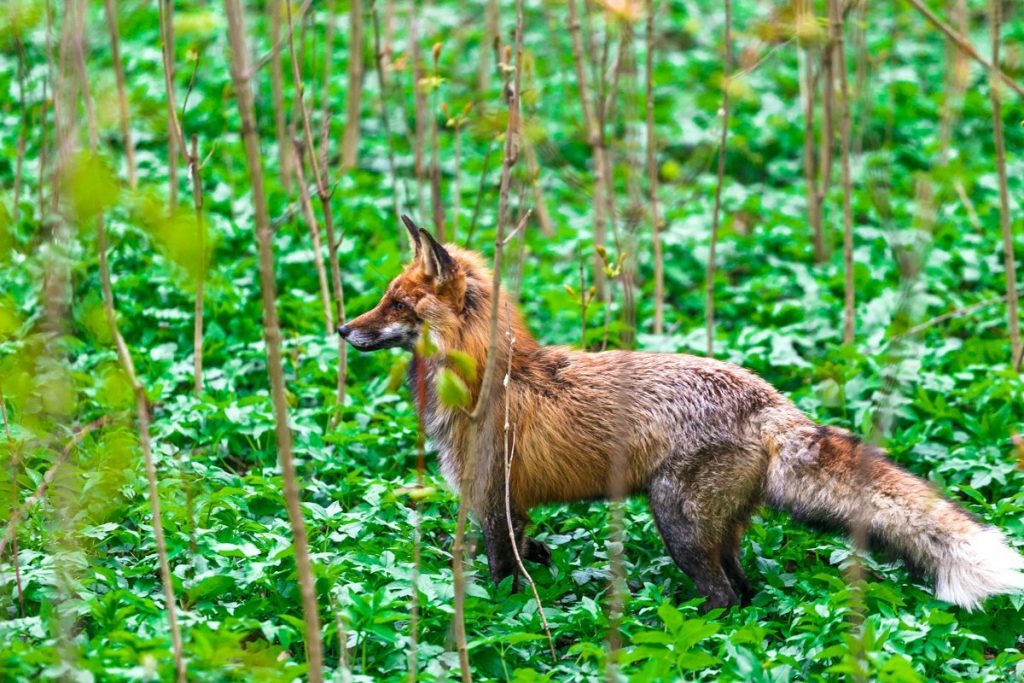 "Прыкмет шаленства не выяўлена". Лісаў з Румлёўскага парку вывезлі ў лес ля Азёраў
