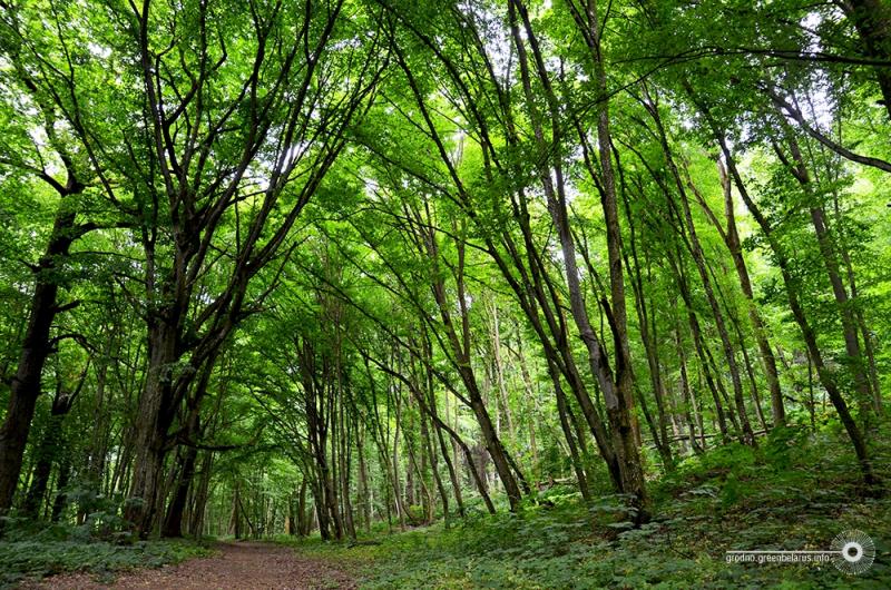 У лесапарк Румлёва ўключылі новы ўчастак лесу, але найпрыгажэйшыя месцы патанаюць у смецці
