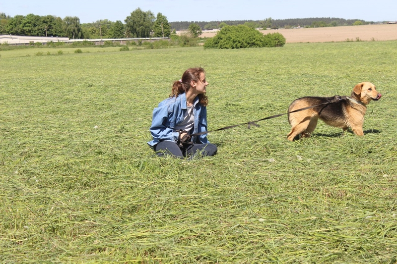 Адзіны ў Гродне прытулак для жывёл аштрафавалі за няправільны выгул сабак. Валанцёры просяць дапамогі Адзіны ў Гродне прытулак для жывёл аштрафавалі за няправільны выгул сабак. Валанцёры просяць дапамогі
