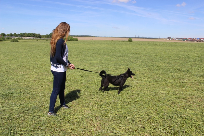 Адзіны ў Гродне прытулак для жывёл аштрафавалі за няправільны выгул сабак. Валанцёры просяць дапамогі Адзіны ў Гродне прытулак для жывёл аштрафавалі за няправільны выгул сабак. Валанцёры просяць дапамогі